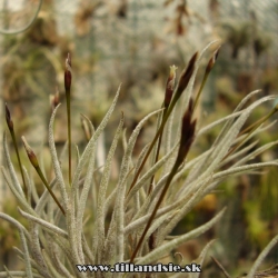 Tillandsia capillaris