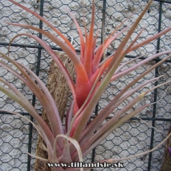 Tillandsia capitata var.rubra