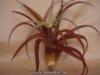 Tillandsia capitata 