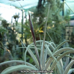 Tillandsia cardenasii