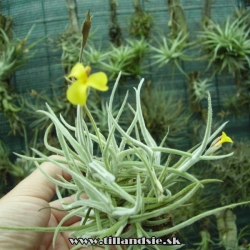 Tillandsia crocata