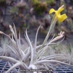 Tillandsia crocata x Tillandsia aurea