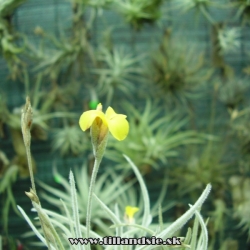 Tillandsia crocata