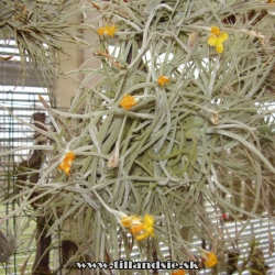 tillandsia crocata