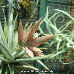 Tillandsia didisticha