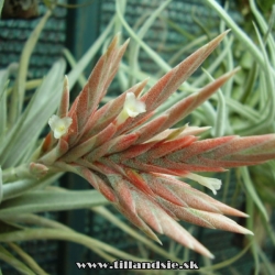 Tillandsia didisticha