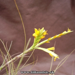 Tillandsia disticha