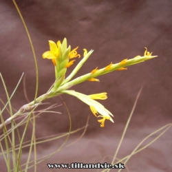 Tillandsia disticha