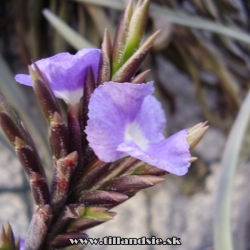 Tillandsia duratii