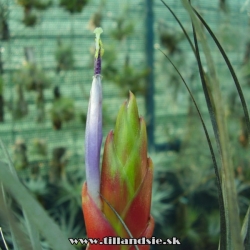 Tillandsia fasciculata