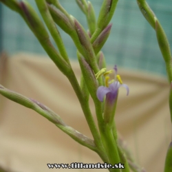 tillandsia filifolia kvet