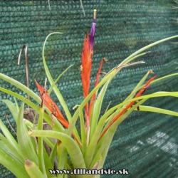 Tillandsia flabellata