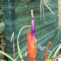 Tillandsia flabellata