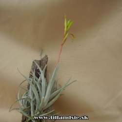 tillandsia fresnelioensis