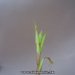 tillandsia fresnelioensis