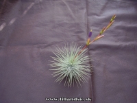 Tillandsia fuchsii var. fuchsii