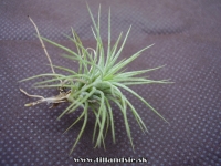 Tillandsia funckiana