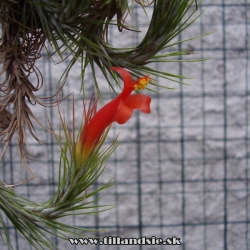 Tillandsia funckiana