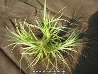 T. aeranthos X T. tenuifolia ,, trsy ,,