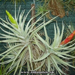 Tillandsia harrisii