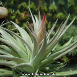 Tillandsia hondurensis