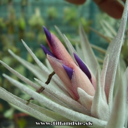 Tillandsia hondurensis