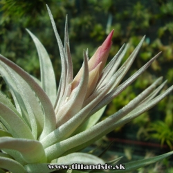 Tillandsia hondurensis