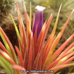 tillandsia ionantha ,,fuego,,