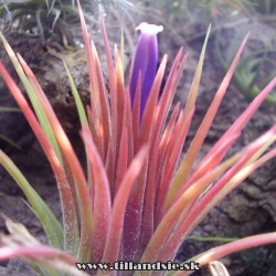 tillandsia ionantha ,,fuego,,