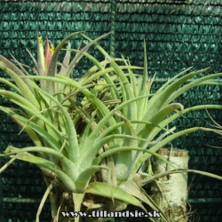 Tillandsia ionantha x Tillandsia schiedeana