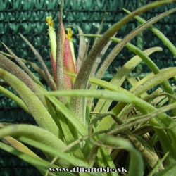 Tillandsia ionantha x Tillandsia schiedeana