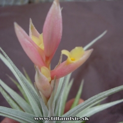 Tillandsia jucunda