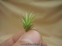 Tillandsia jucunda