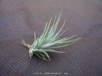 Tillandsia jucunda x Tillandsia stricta