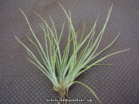 Tillandsia juncea