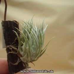 Tillandsia kautskyi