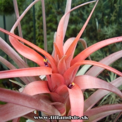 Tillandsia lautneri