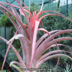 Tillandsia lautneri