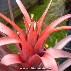 Tillandsia lautneri