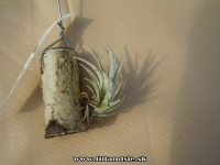 Tillandsia leonamiana