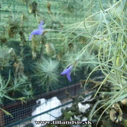 Tillandsia mallemontii