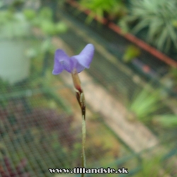 Tillandsia mallemontii