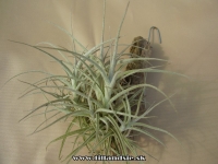 Tillandsia marconae