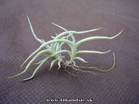 Tillandsia mollis