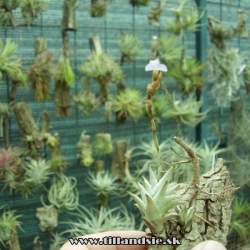 Tillandsia peiranoi