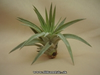 Tillandsia plagiotropica