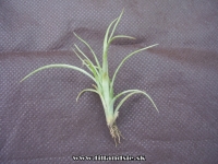 Tillandsia polystachia