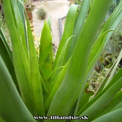 Tillandsia ponderosa