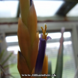 Tillandsia ponderosa