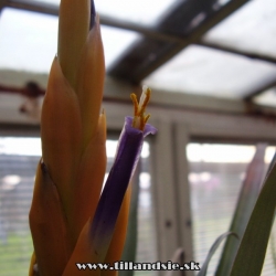 Tillandsia ponderosa